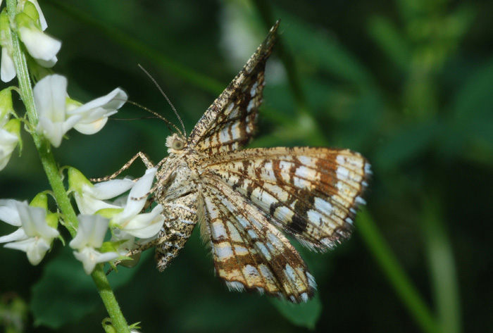 Det. Geometridae - Chiasmia clathrata